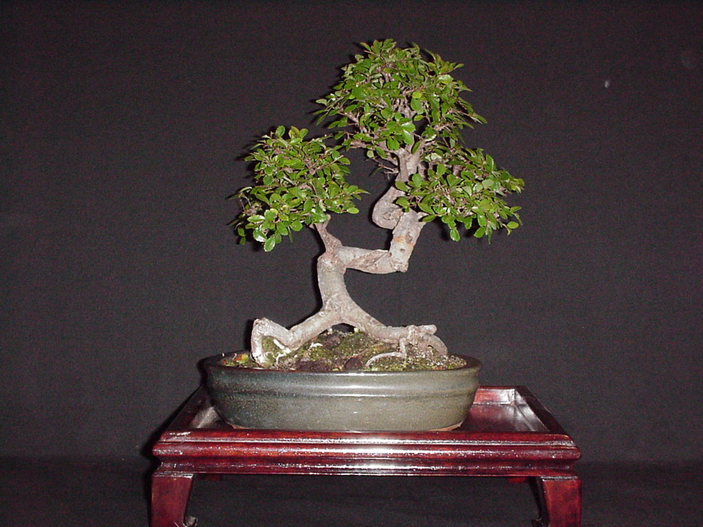 Ulmus bonsai cursus